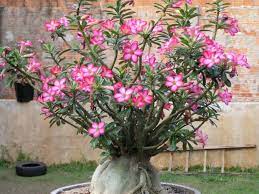 Desert rose care in florida. How To Care For Yellow Leaves On A Desert Rose World Of Succulents