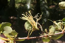 Image result for Erianthemum