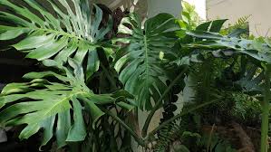 Image result for Monstera