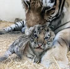 Rare Amur tiger cubs born at the Minnesota Zoo