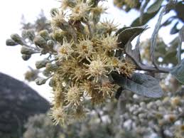 Image result for Brachylaena discolor