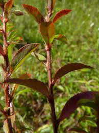 Image result for Sauvagesia erecta