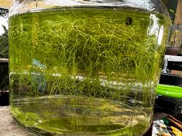 Image result for Utricularia gibba