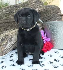Black Labrador Puppies For Sale Adopt Your Puppy Today Infinity Pups