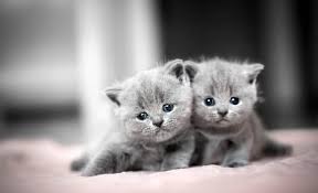 Consider naming your male or female cat after something or someone you already love. 120 Kitten Names Best Cute Unique Adorable Names For Kittens My Pet S Name