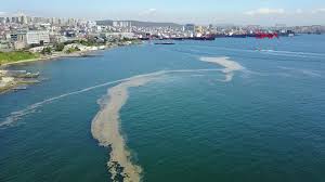 09.05.2021 balıkçılar arasından deniz salyası ya da kaykay adı verilen müsilaj, özellikle marmara denizi'nde endişeye yol açıyor. Halk Tv Marmara Da Plankton Patlamasi Tuzla Ya Vurdu Facebook