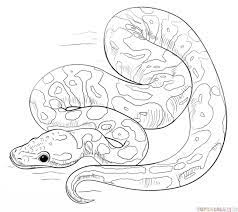 How To Draw A Ball Python Step By Step Drawing Tutorials Snake Drawing Drawing Tutorial Snake Art