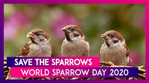 Register world sparrow day event. World Sparrow Day 2020 How To Save These Birds From Disappearing Youtube