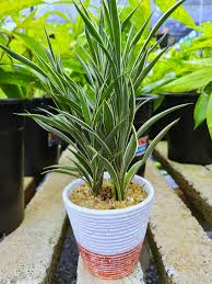 Image result for Dracaena sanderiana