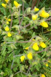 Image result for Calceolaria tripartita