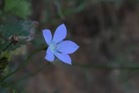 Image result for Wahlenbergia capitata