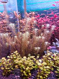 Image result for Limnophila fluviatilis