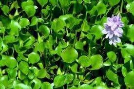 Hal yang harus kamu tahu lagi, menyiram tanaman bukan hanya sekadar mengisi wadah dengan air lalu menumpahkannya atau menyemprotkan air pakai. 8 Tanaman Air Paling Digemari Halaman All Kompas Com