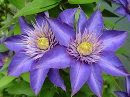 17 different types of clematis. 20 Different Types Of Clematis Flowers Home Stratosphere
