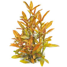 Image result for Hygrophila uliginosa