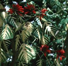 Image result for Erythrina × coddii