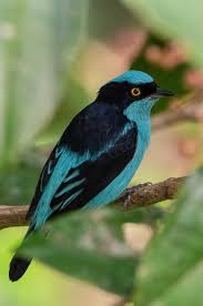 Md exotic birds pasadena, md 21122 phone: Birdseye Photography Review Photos