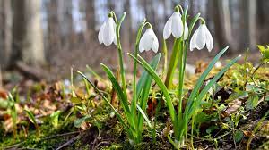 Check spelling or type a new query. Das Sind Die Top 10 Der Fruhlingsblumen Fur Garten Und Balkon Mencke Gartencenter