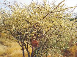 Image result for Acacia mellifera