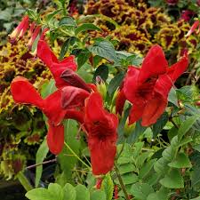 Image result for Tecoma capensis