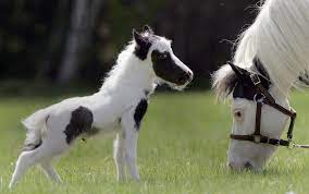 Is This The Smallest Horse In The World The Independent The Independent
