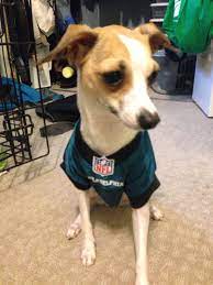 Italian Greyhound Chihuahua Mix Greyhuahua Chihound Italian Greyhound Chihuahua Mix Chihuahua