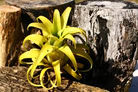 Image result for Psychotria sublyrata