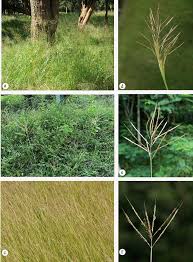 Image result for Bothriochloa bladhii