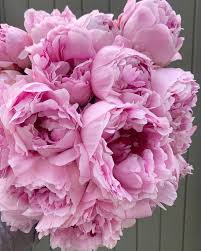 Pin By Natalie Tanijian On Flower Power Flowers Peony Flower Wholesale Flowers