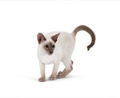 Είστε από εκείνους που κάνουν μπάνιο τη γάτα τους; Ena Teleio Trixwma Gia To Gataki Sas Hill S Pet