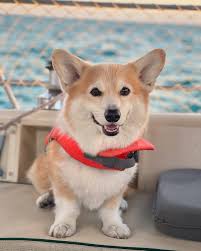 Casey passed away last night, and we are devastated and heartbroken. For 11  years, he brought us so much joy and has made our lives whole. He was  incredibly sweet, very smart,