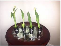 Maybe you would like to learn more about one of these? What Effect Does Glucose Have On The Longevity Of Cut Flowers Biology Science Fair Project Ideas
