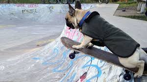 Check out his awesome skateboarding skills while at the clissold park bowl in east london. London S Skateboarding Frenchie Is Guaranteed To Put A Smile On Your Face The Dog People By Rover Com