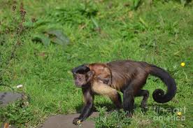 At first she seems a bit nervous to the new experience, but. Tufted Capuchin Monkey With A Baby Capuchin On It S Back Photograph By Dejavu Designs