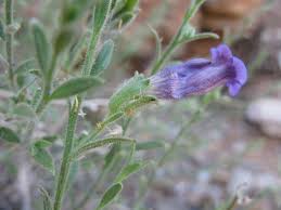 Image result for Anticharis