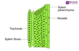 Maybe you would like to learn more about one of these? Labelled Diagram Of Plant Cell For Class 9 Shefalitayal