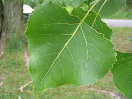 Peuplier A Feuilles Deltoides Le Monde En Images Tree Leaves Tree Id Plant Leaves