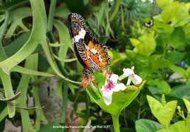 Dan menerima newsletter bulanan dengan gambar berkualitas tinggi yang terbaik. Ada Berbagai Spesies Kupu Kupu Di Sini Tapi Hampir Brush Footed Butterfly 892239 Hd Wallpaper Backgrounds Download