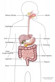 The portion of the small intestine between the stomach and jejunum. All About Gastric Cancer Oncolink