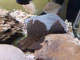 The leopard sailfin pleco have one pair of barbells on each side of the mouth. Sailfin Pleco Aka Gibbiceps Leopard Pleco Care Diet Breeding And Tank Mates Fishcomfort