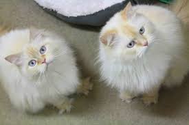 After flame and tortie point colors were added, however, the himalayan developed a palette of 20 possible colors! Purebred Himalayan Brothers That Were Abandoned And Later Wound Up At My Local Cat Rescue Imgur