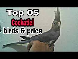 Top 05 Cockatiel Birds Price Youtube