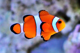Cara memelihara louhan pada akuarium dengan ukuran yang ideal. Inilah Daftar Makanan Ikan Nemo Air Tawar Dan Laut