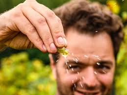 Best Alsace Wine 2024: 10 award-winning bottles to try