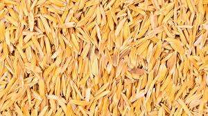 The outer membranous or green envelope of some fruits or seeds. Rice Husk Electrodes Stylus