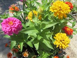 We did not find results for: San Antonio Texas Fall Annuals Successful Planting Tips