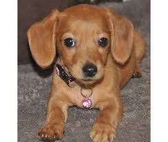 Chihuahua Weiner Dog Mix Dog Pictures Blog Chiweenie Puppies Cute Cats And Dogs Dog Mixes