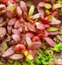 Image result for Elatine