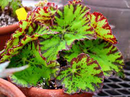2 vendors have this plant for sale. My New Begonias From Logee S Plants For Home Garden The Martha Stewart Blog