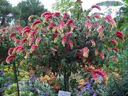 Plants Flowers Shrubs Unusual Plants Flowering House Plants Plants